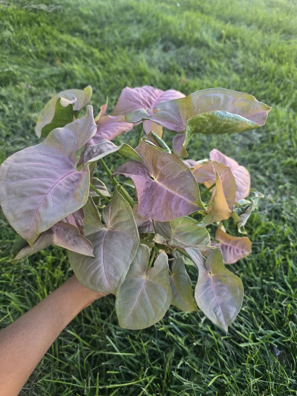 Pink Syngonium Plant